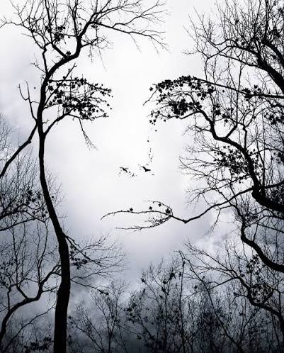 A face formed by bare tree branches against a cloudy sky