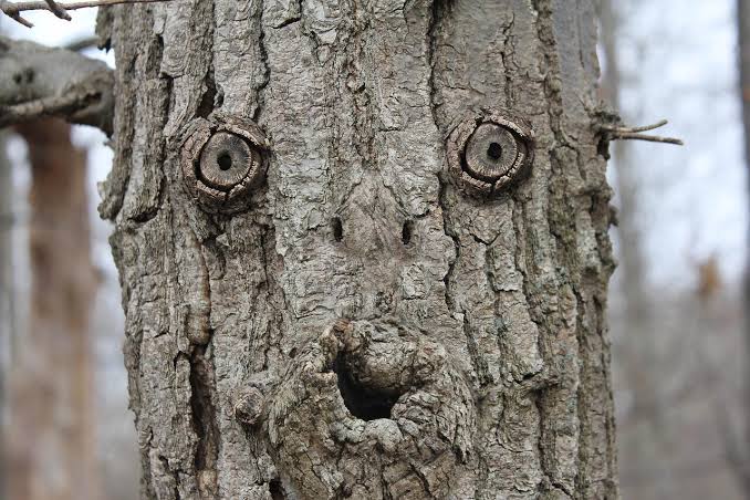 Tree bark with knots that resemble eyes and a mouth